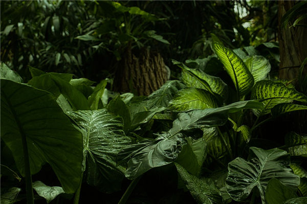 绿植与婚姻风水的关系(阔叶绿植的风水)