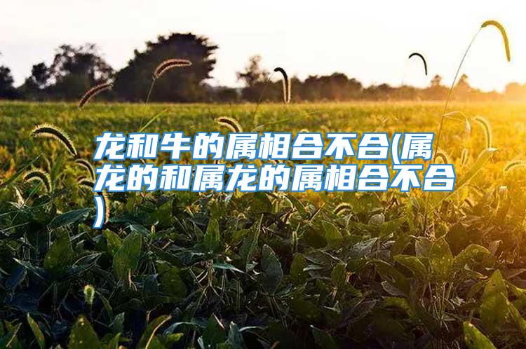 龙和牛的属相合不合(属龙的和属龙的属相合不合)