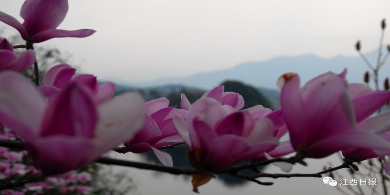 韩海军梅花易数内部资料(三生三世十里桃花)