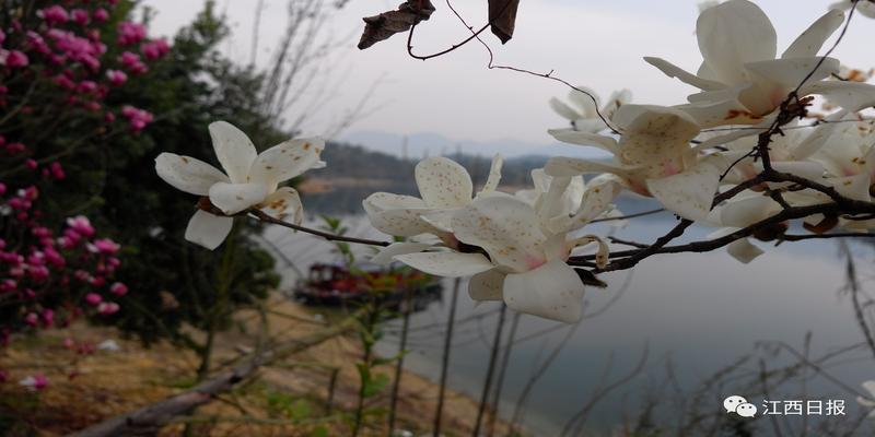 韩海军梅花易数内部资料(三生三世十里桃花)