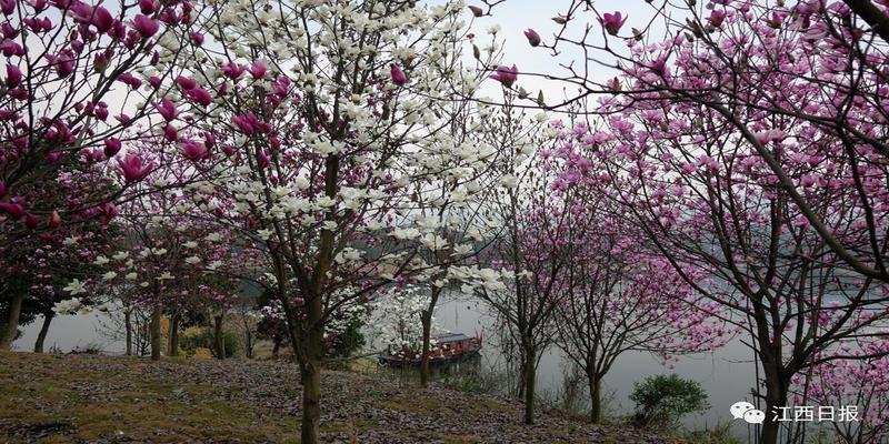 韩海军梅花易数内部资料(三生三世十里桃花)