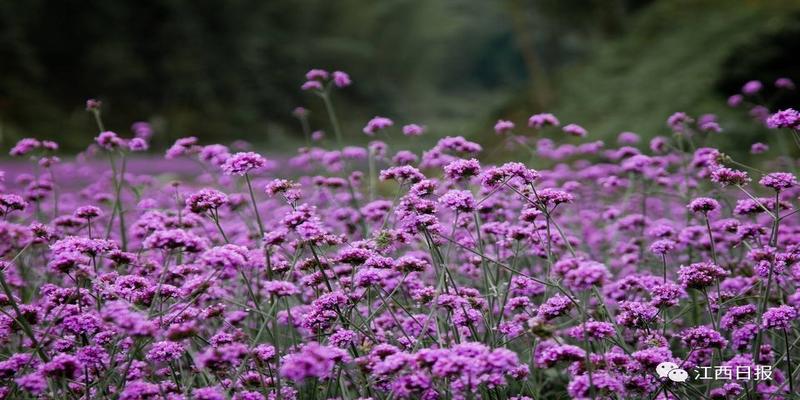 韩海军梅花易数内部资料(三生三世十里桃花)