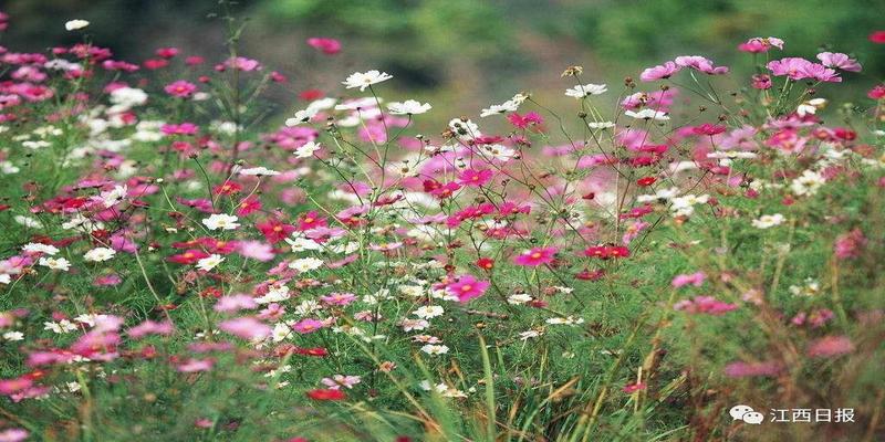 韩海军梅花易数内部资料(三生三世十里桃花)