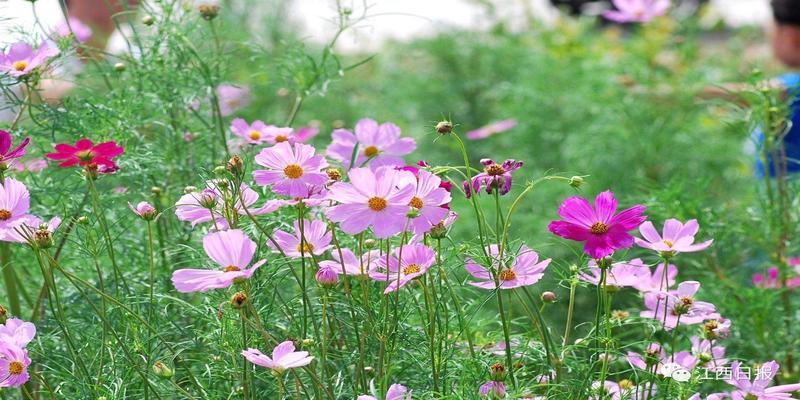 韩海军梅花易数内部资料(三生三世十里桃花)