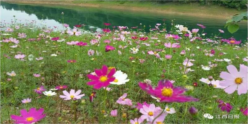 韩海军梅花易数内部资料(三生三世十里桃花)