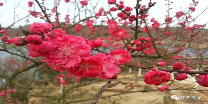 韩海军梅花易数内部资料(三生三世十里桃花)