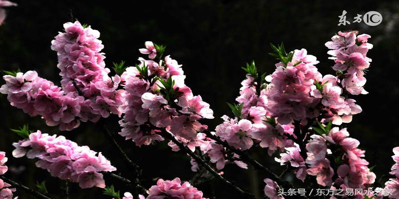 八字桃花有几种(命理风水中的桃花)