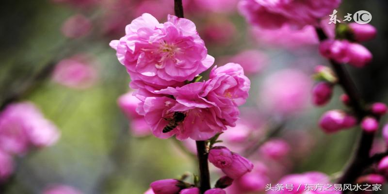 八字桃花有几种(命理风水中的桃花)