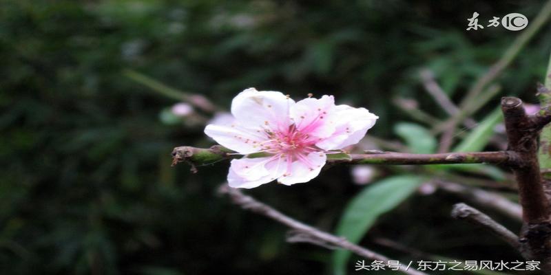 八字桃花有几种(命理风水中的桃花)