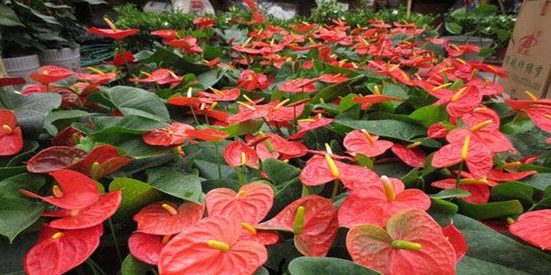 芭蕉的风水寓意(家里院子里种些什么树)