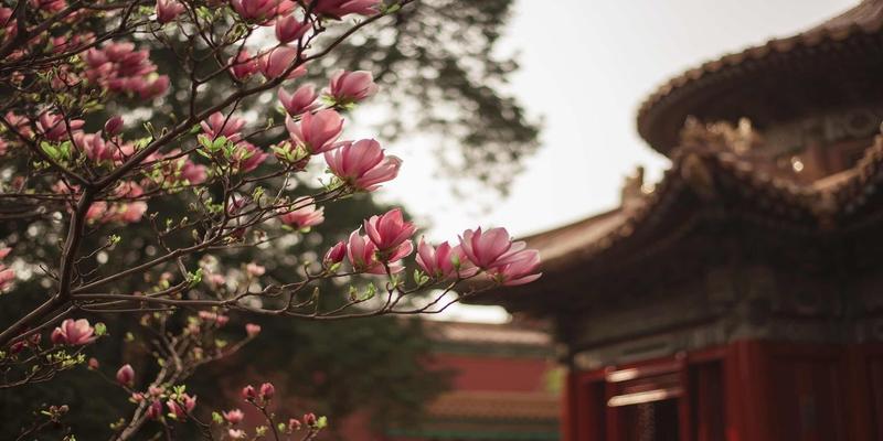 白玉兰花的寓意和风水(3月何处不飞花)