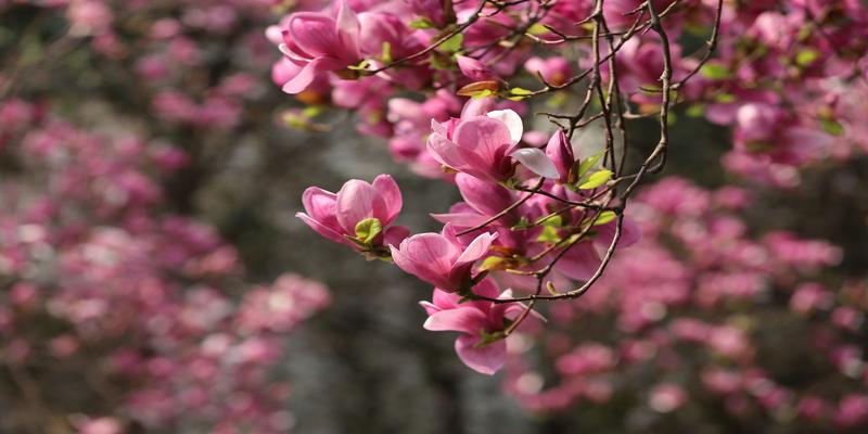 白玉兰花的寓意和风水(3月何处不飞花)