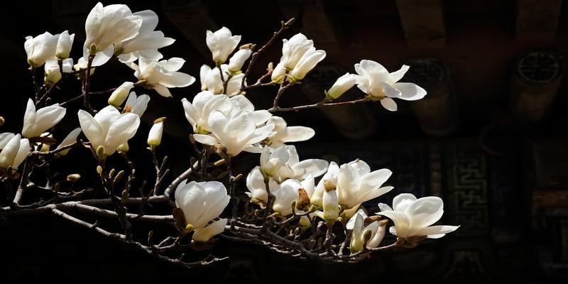 白玉兰花的寓意和风水(3月何处不飞花)