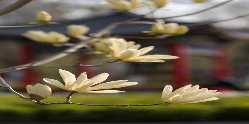 白玉兰花的寓意和风水(3月何处不飞花)