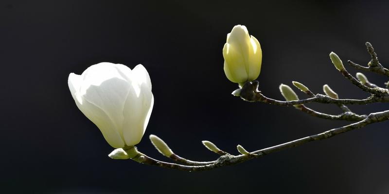 白玉兰花的寓意和风水(3月何处不飞花)