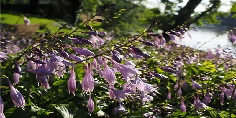 茶花树风水问题(植物风水学知识)