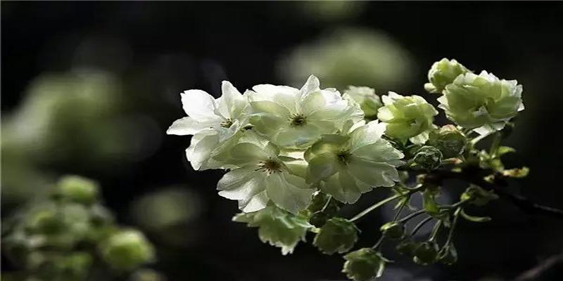 茶花树风水问题(植物风水学知识)