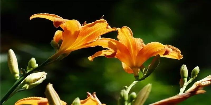 茶花树风水问题(植物风水学知识)