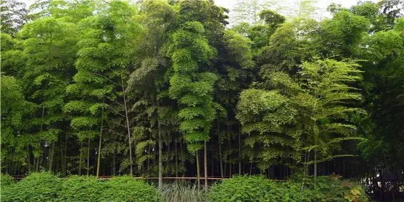 茶花树风水问题(植物风水学知识)