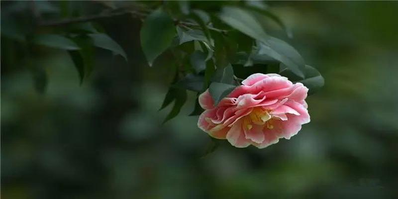 茶花树风水问题(植物风水学知识)