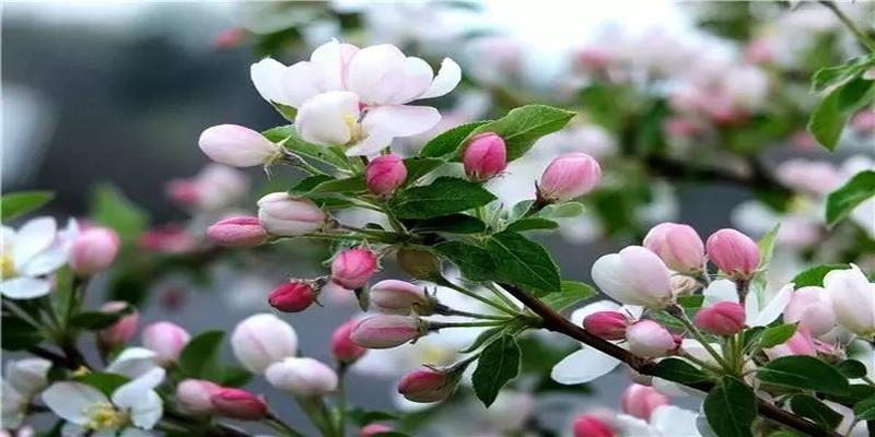 茶花树风水问题(植物风水学知识)