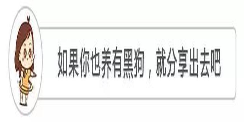 别人家狗死在我家门口的风水(黑狗会带来厄运)