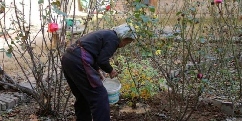 大门口左右两棵树风水(老话“门旁若有两棵树)