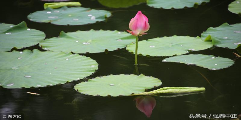 六爻装纳甲详解(春节假期奉献)