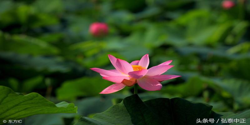 六爻装纳甲详解(春节假期奉献)