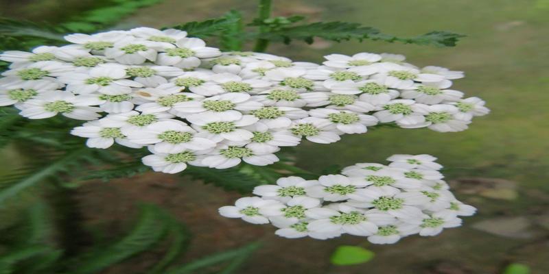 中药蜈蚣草(中草药蜈蚣功能与用量)