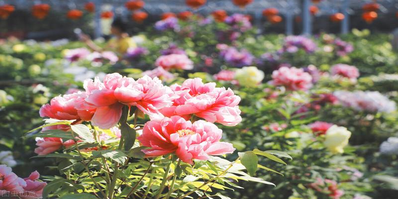 牡丹和芍药什么时候种植(芍药花的种植)