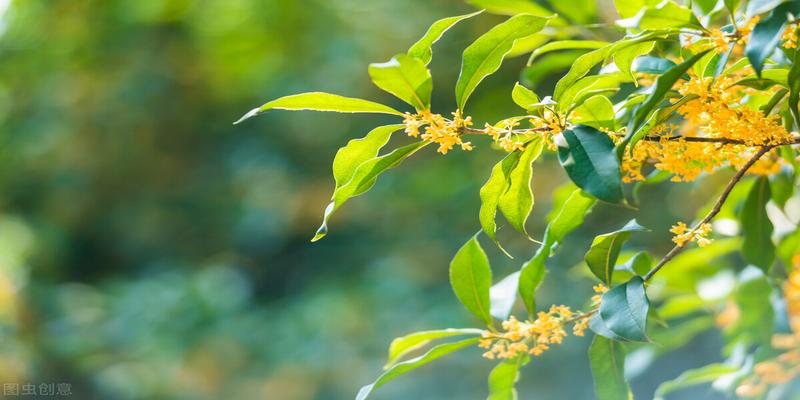 牡丹和芍药什么时候种植(芍药花的种植)