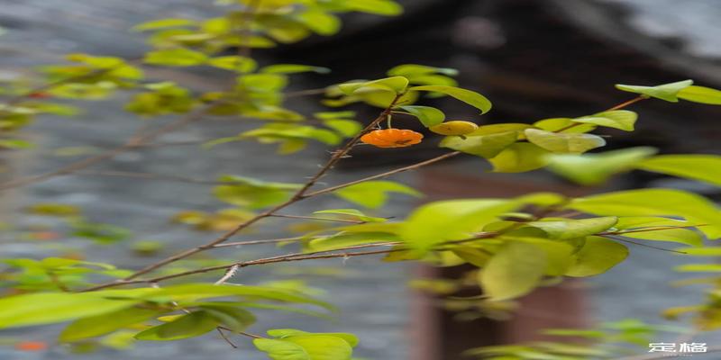 四水归堂风水解释(深圳竟然从江西搬来一座)