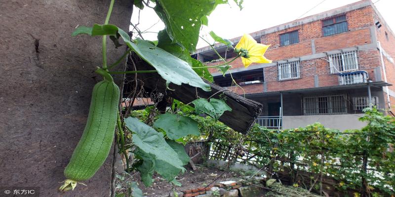 带庭院的小住宅(庭院式住宅)