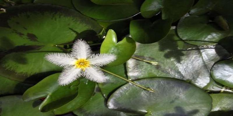 叶子上开花的植物叫什么名字(先开花后长叶的药用植物)