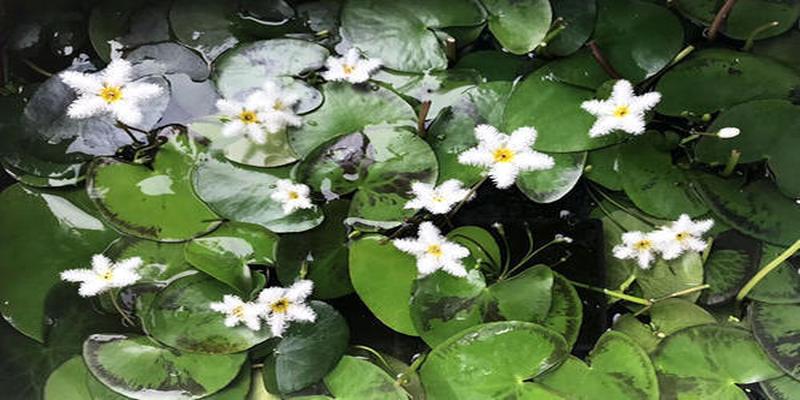 叶子上开花的植物叫什么名字(先开花后长叶的药用植物)