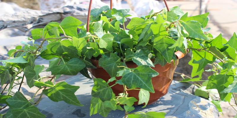 养在卫生间的植物(室内植物的养殖)