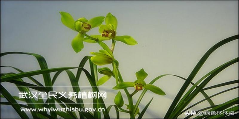 墨兰的寓意和象征风水(买盆兰花回家过年)