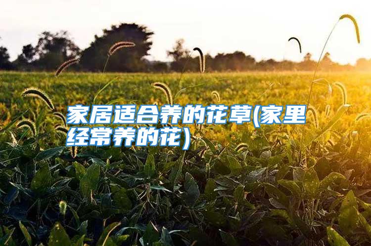 家居适合养的花草(家里经常养的花)