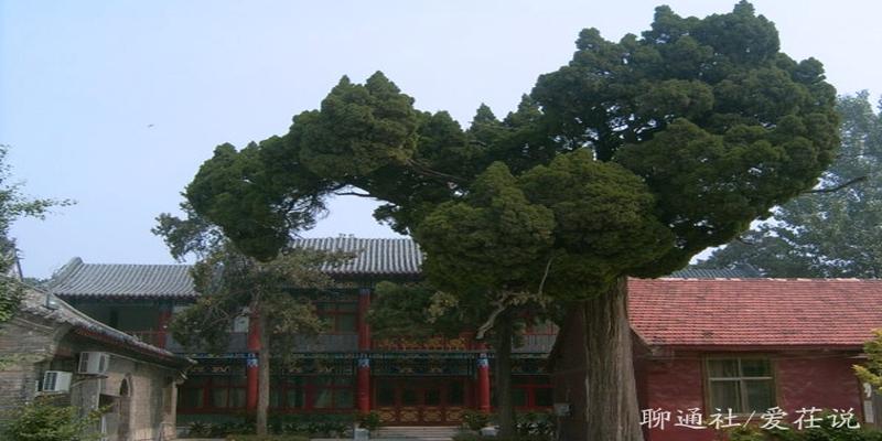 阳谷哪里观香算卦比较准(山东一座没落的寺庙)