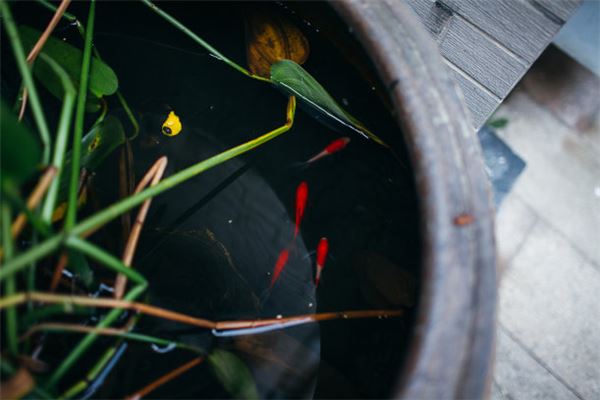 家装风水学入门(家装风水布局图)