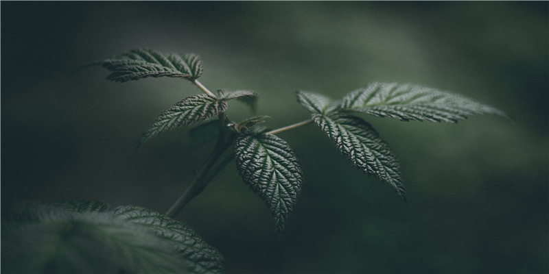 鬼节前一天出生的女孩 (鬼节后一天出生的女孩)