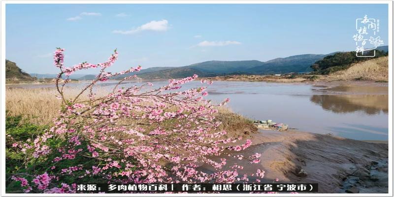 多肉植物图片法师(多肉法师灿烂图片)