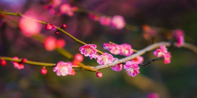 梅花易数 体用(梅花易数的占卜心法)