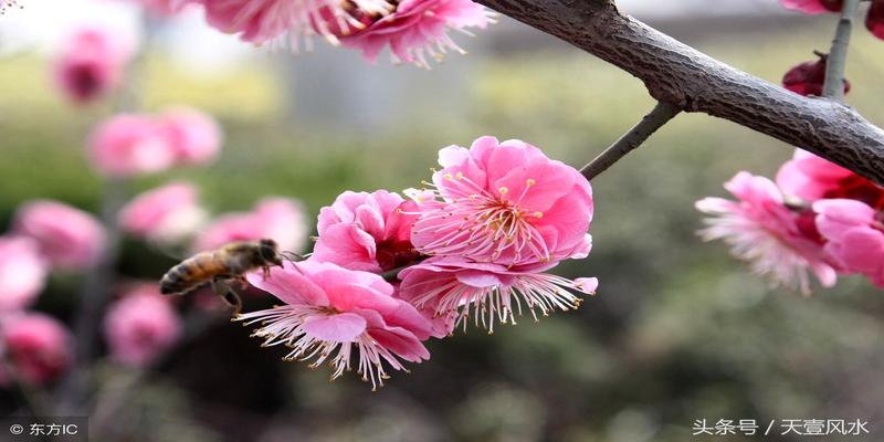 梅花易数测失物实例(梅花预测体用总诀)