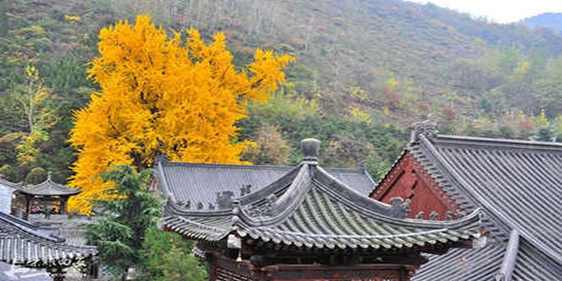 巩义南石瞎子算卦(终南山观音禅寺古树灵泉的由来)