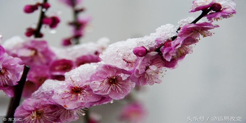 张正熙梅花易数 水平(梅花易数这样起卦更精准)