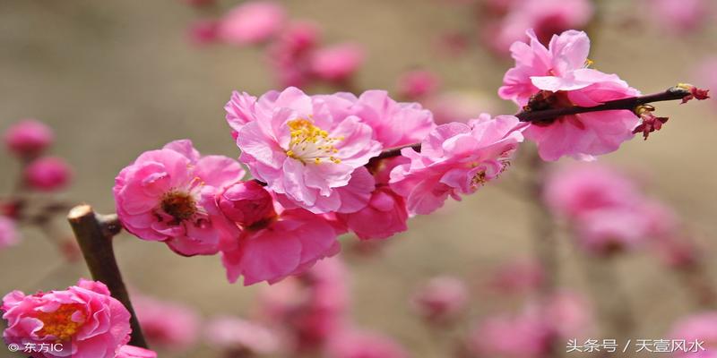 梅花易数体旺生用(梅花预测体用总诀)