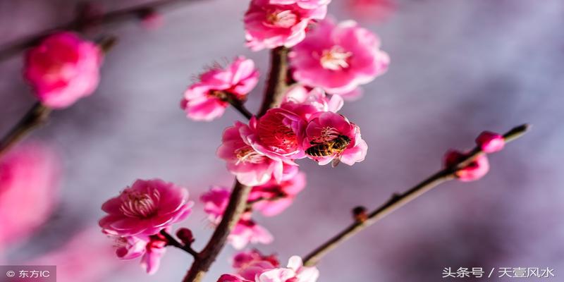 梅花易数山雷颐卦详解(梅花预测体用总诀)