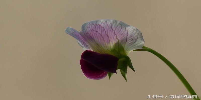 梅花易数注解(这本书能预测未来发展轨迹)